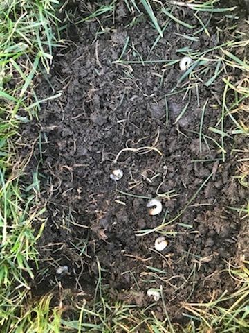 Landscape project — healthy green lawn