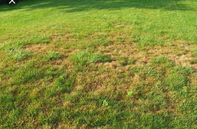 Landscape project — maintained lawn and garden