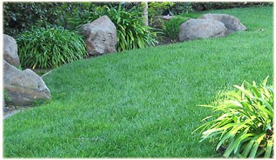 Lawn care project